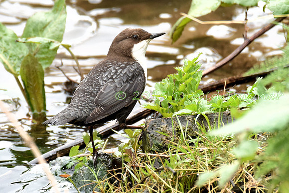 dipper (26)