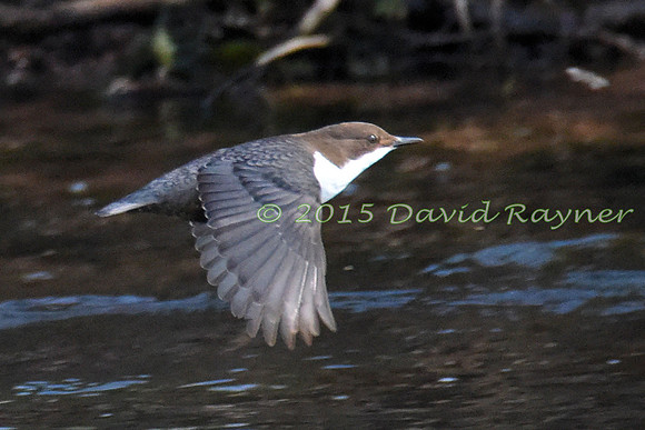 dipper (30)