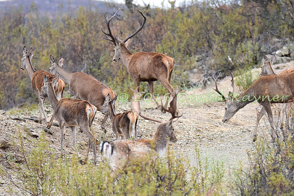 Red&Fallow Deer 01
