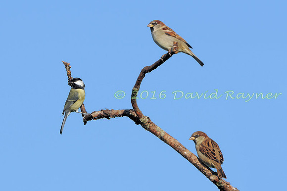 a mix of birds 04