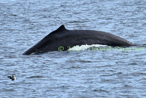 Humpback Whale (11)