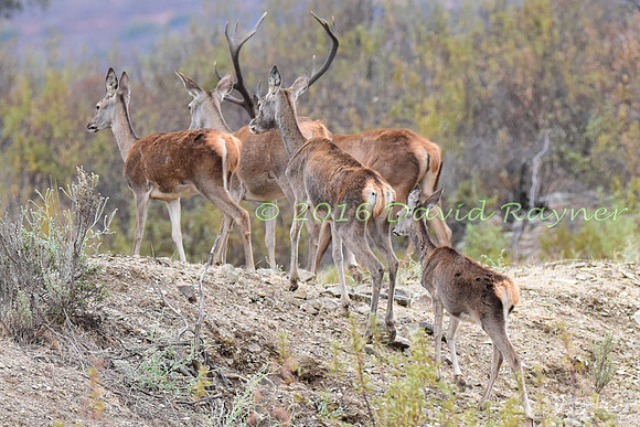 Red&Fallow Deer 02