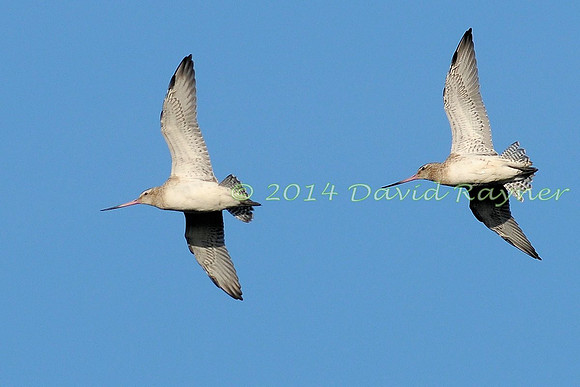 Bar-tailed Godwits