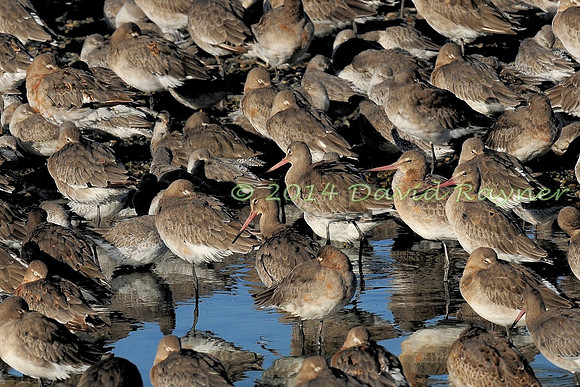 Black-tailed Godwits 2
