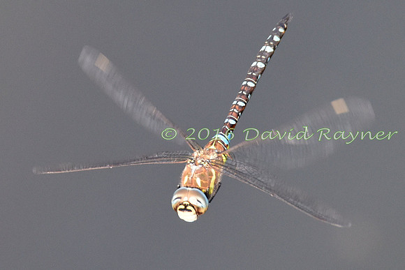 Dragonfly, Migrant Hawker 3