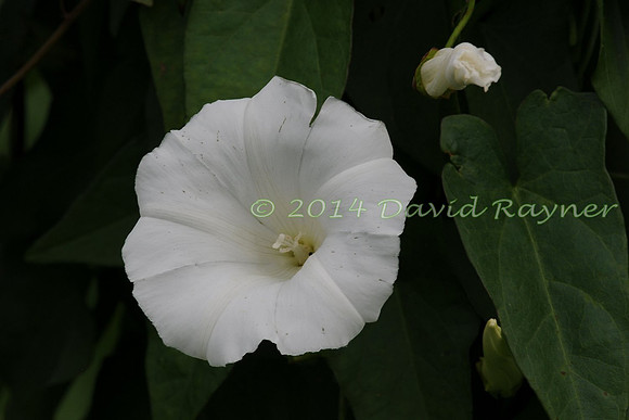 Bindweed, Hedge