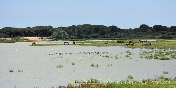 2015-06ba el rocio (3)vy