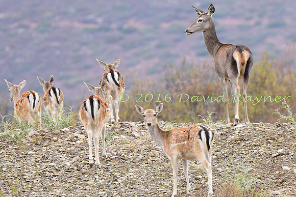 Red&Fallow Deer 04