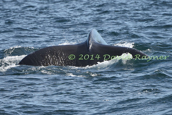 Humpback Whale (13)