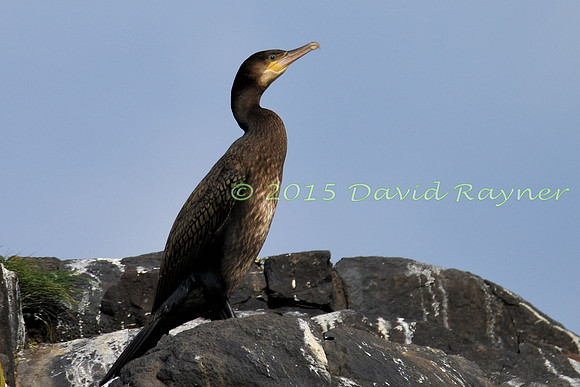 Cormorant 04