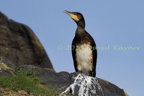 Cormorant 03