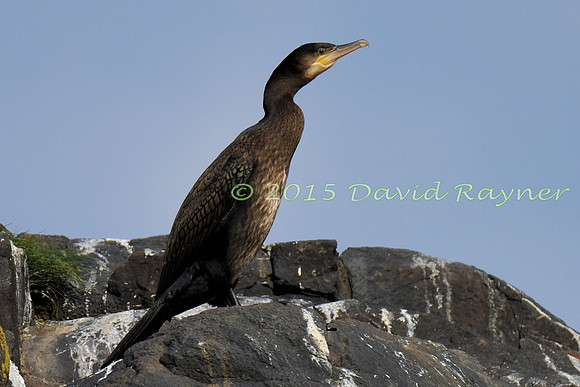 Cormorant 05
