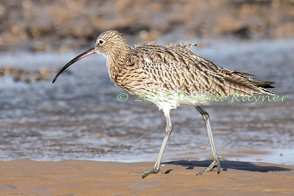 Curlew 2