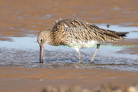 Curlew 4