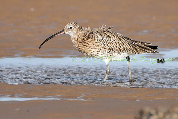 Curlew 5