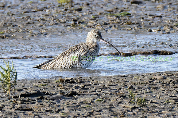 Curlew 3