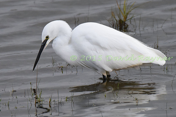 Egret, Little 1