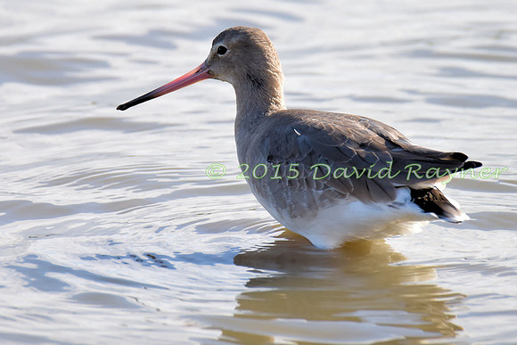 Godwit, Black-tailed 1