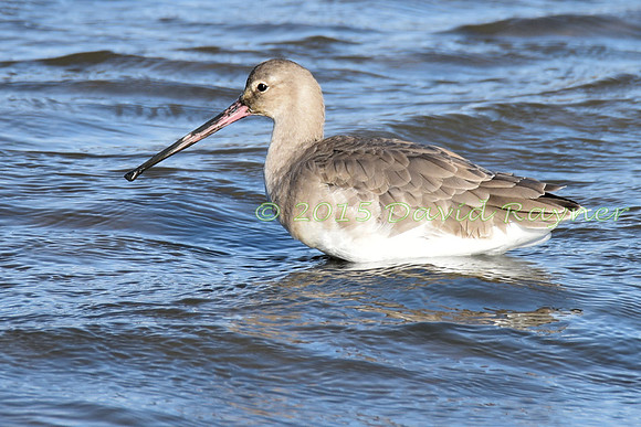 Godwit, Black-tailed 2
