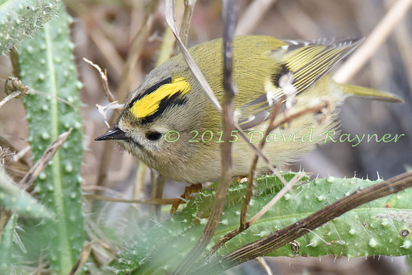 Goldcrest 1