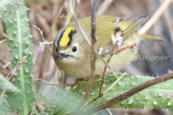 Goldcrest 2