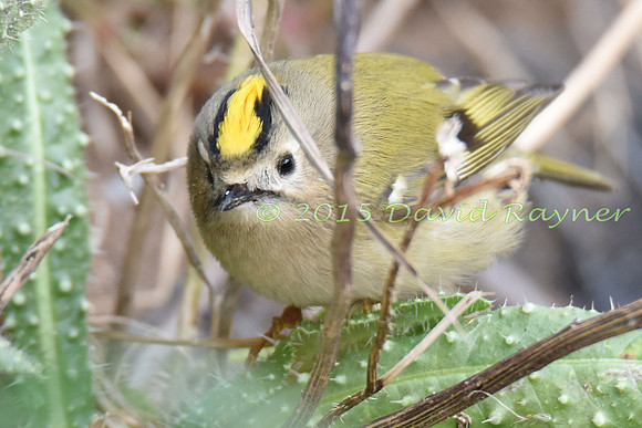 Goldcrest 3