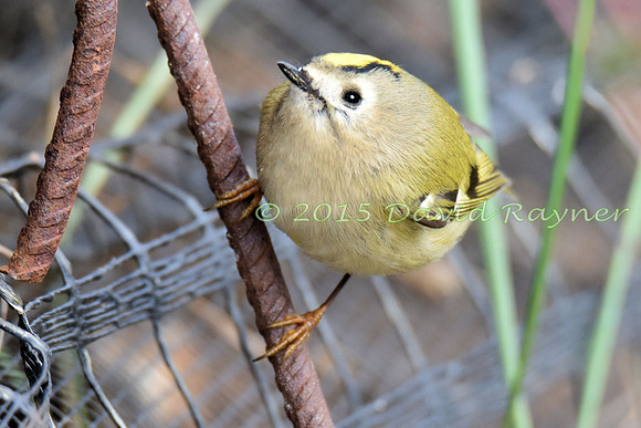 Goldcrest 4
