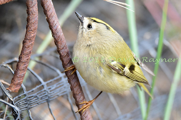 Goldcrest 5