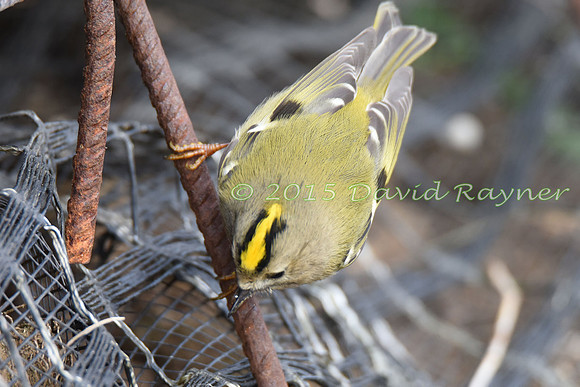 Goldcrest 6