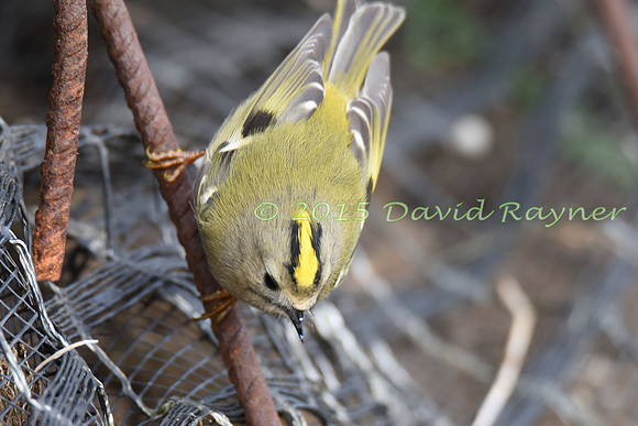 Goldcrest 7