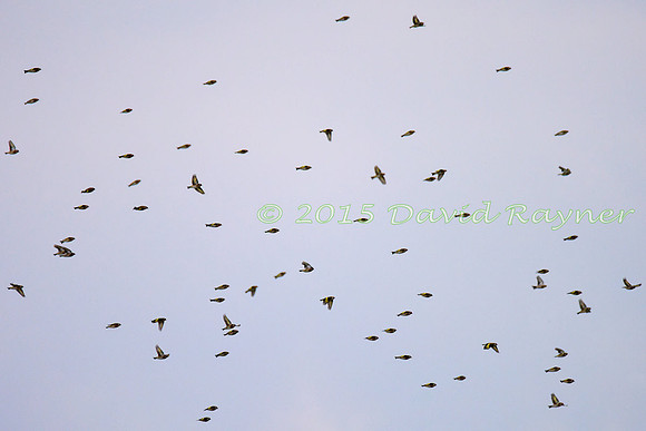 Goldfinch 1
