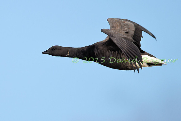 Goose, Brent 1