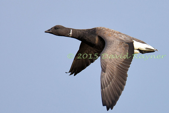 Goose, Brent 2