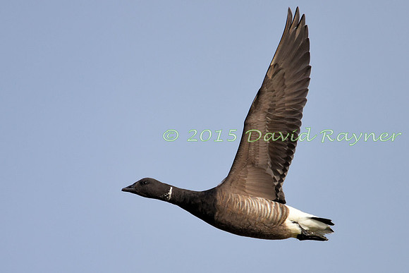 Goose, Brent 3