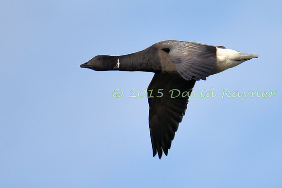 Goose, Brent 4