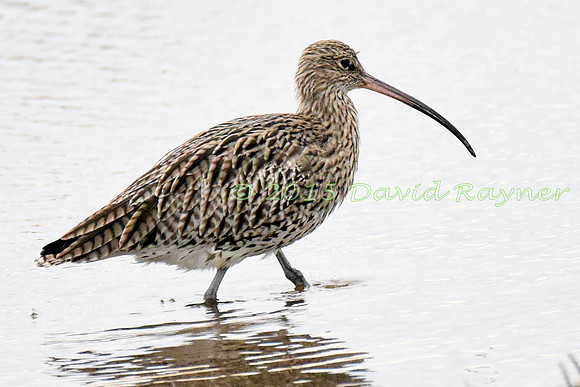 Curlew 1