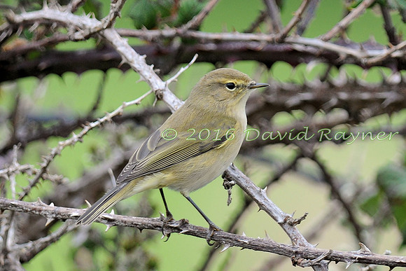 Chiffchaff 02