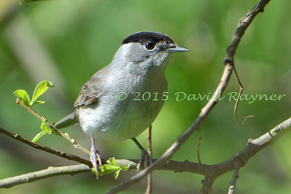 Blackcap 01