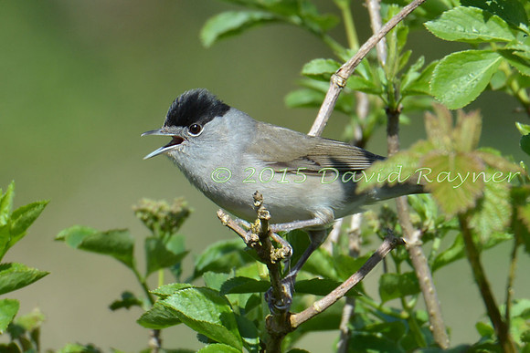 Blackcap 02