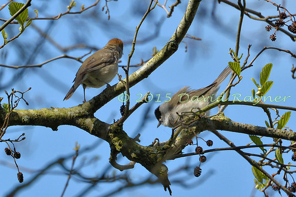 Blackcap 03