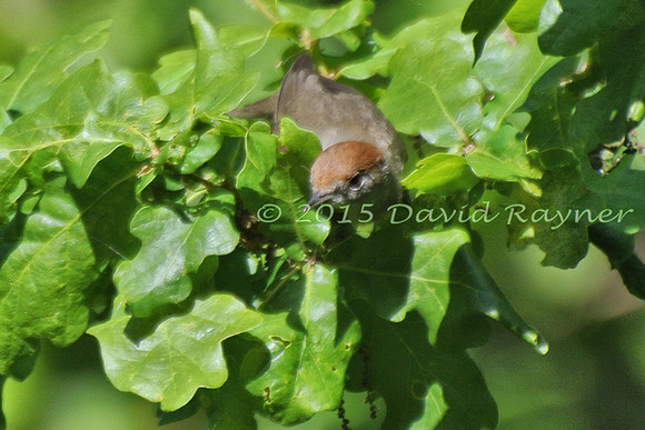 Blackcap 04