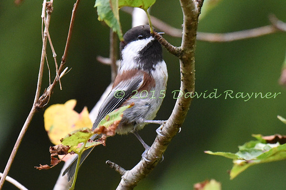 Chickadee, Chestnut-backed 1