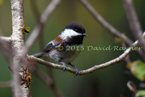 Chickadee, Chestnut-backed 2