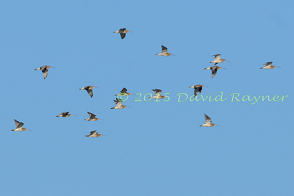 Curlew 03