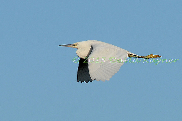 Egret, Little 02