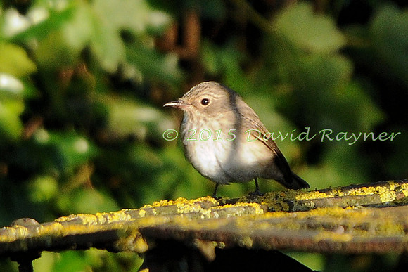 Flycatcher, Spotted 01