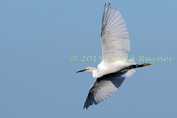 Egret, Little 03