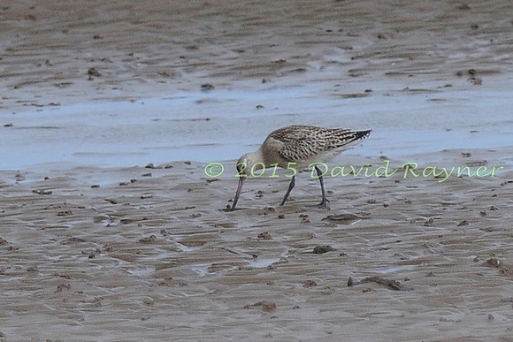 Godwit, Bar-tailed 01