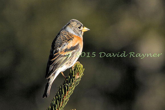 Brambling 3