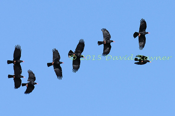 Chough 1